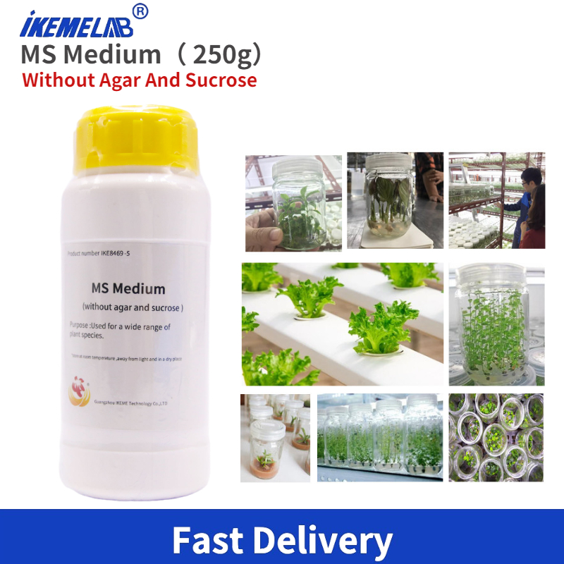 Agar Tissue Culture - IKEME Lab MS 中 250g 寒天と砂糖なし